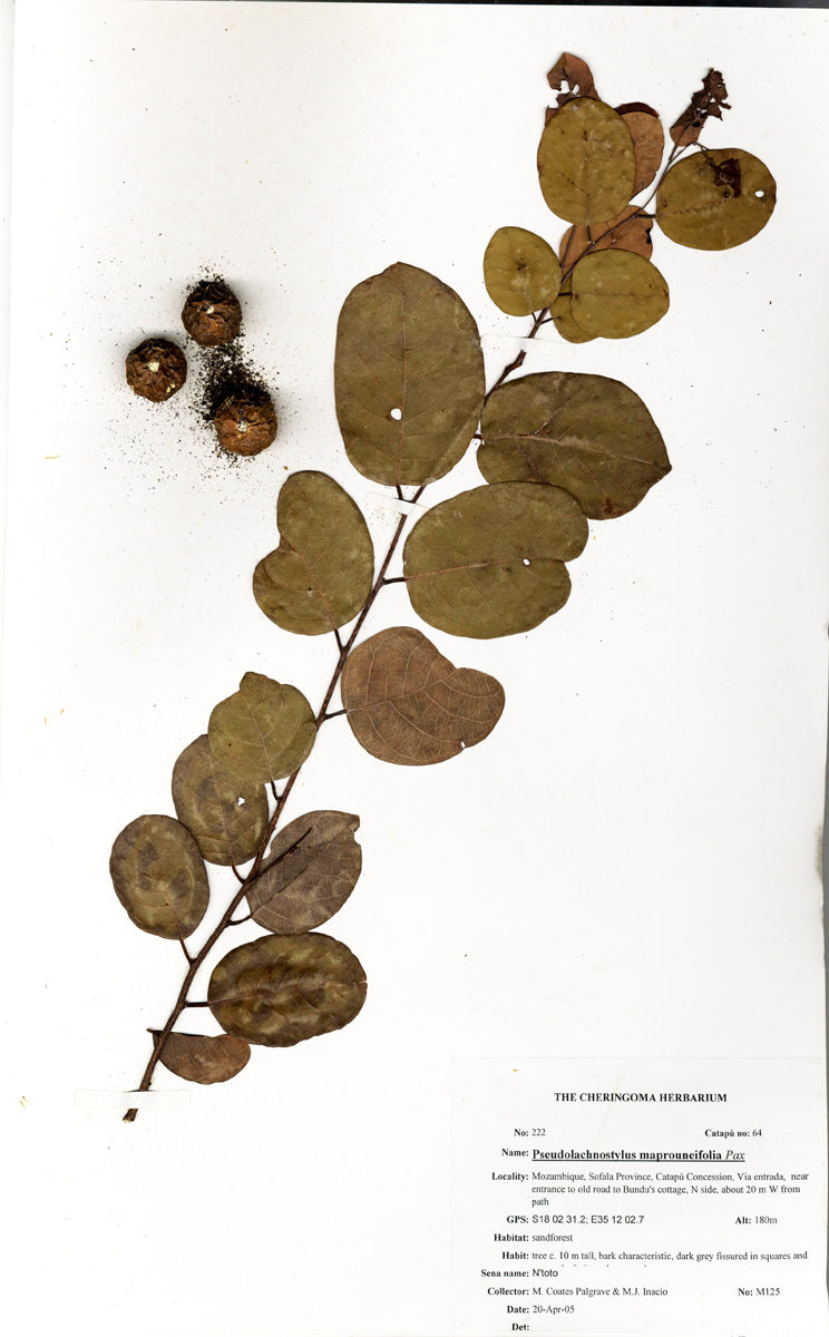 Pseudolachnostylis maprouneifolia