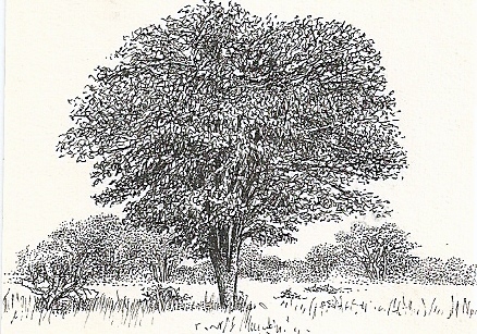 Pseudolachnostylis maprouneifolia