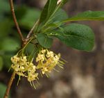 Pavetta gardeniifolia