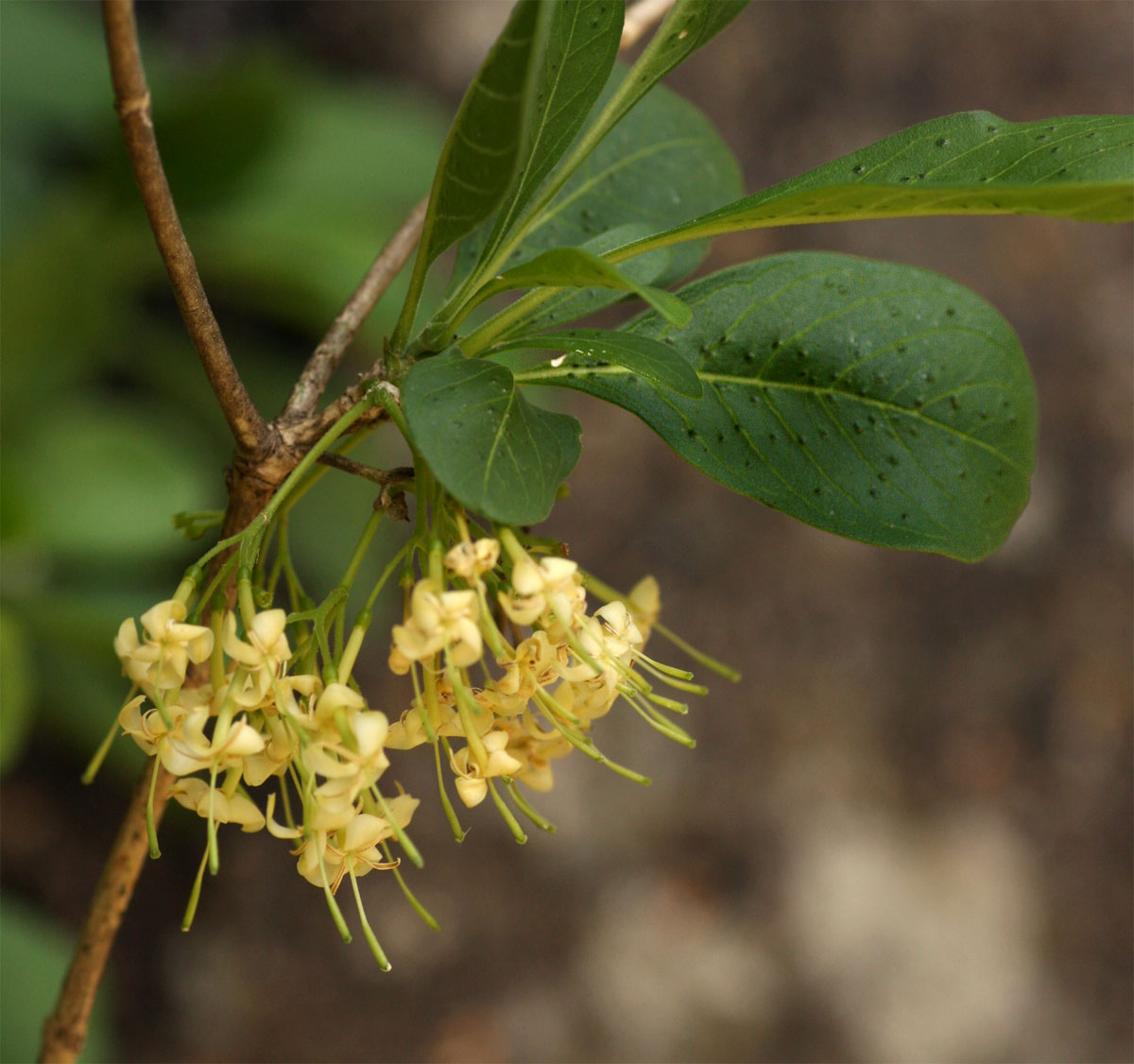 Pavetta gardeniifolia