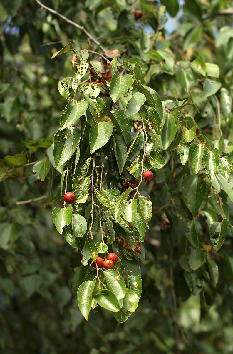 Ziziphus mucronata Ziziphus mucronata