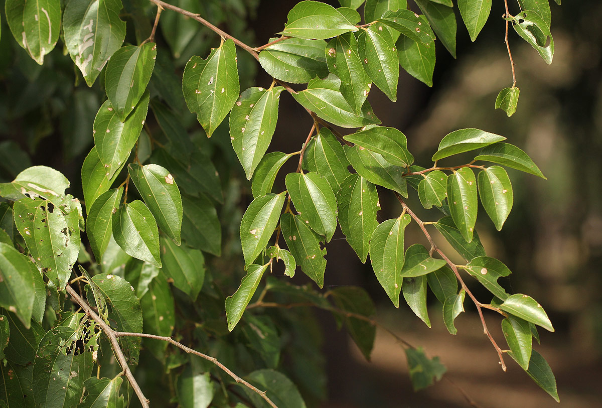 Ziziphus mucronata Ziziphus mucronata