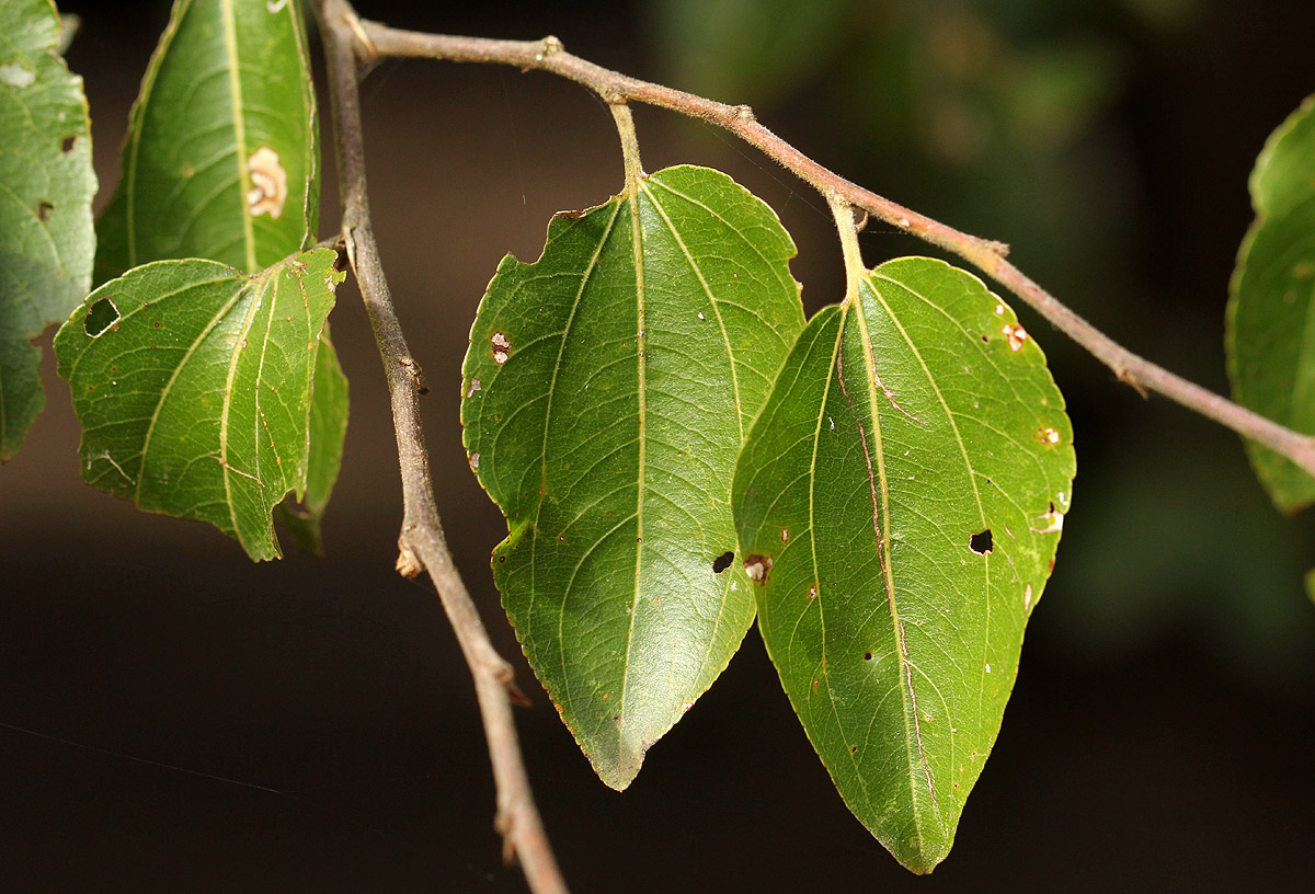 Ziziphus mucronata Ziziphus mucronata