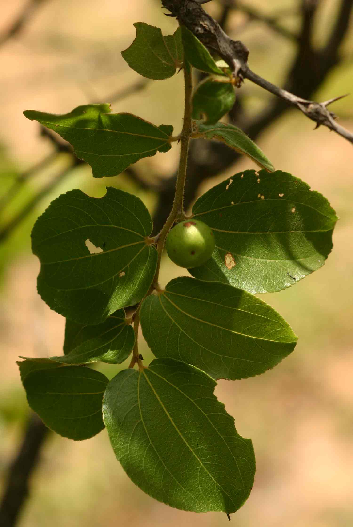 Ziziphus mucronata Ziziphus mucronata