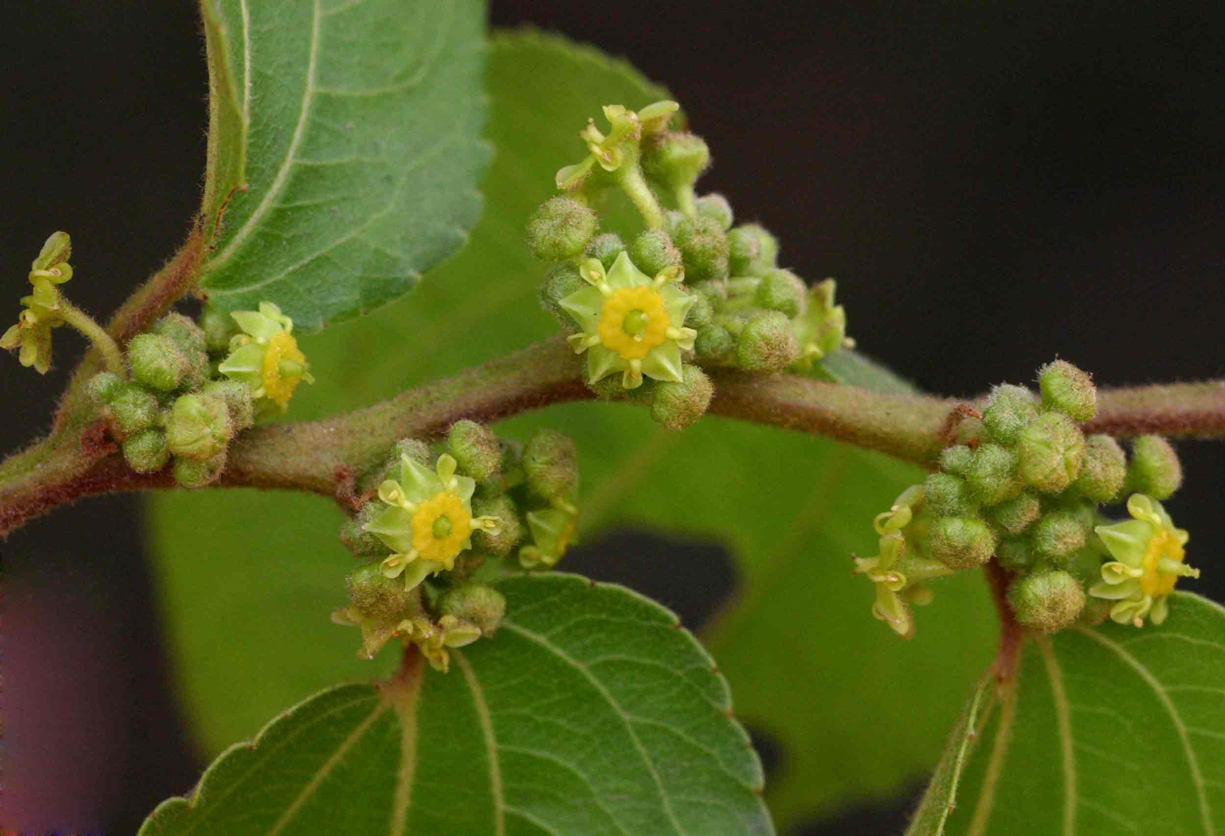 Ziziphus mucronata Ziziphus mucronata