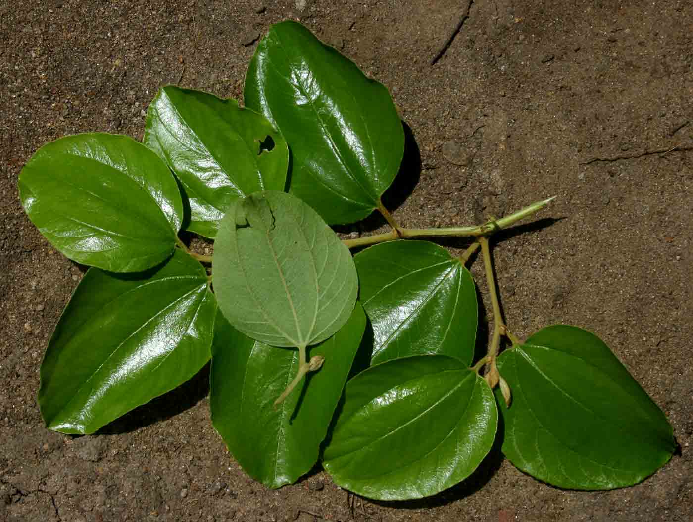 Ziziphus mucronata Ziziphus mucronata