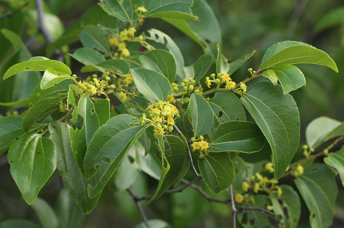 Ziziphus mucronata Ziziphus mucronata