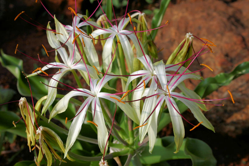 Crinum buphanoides