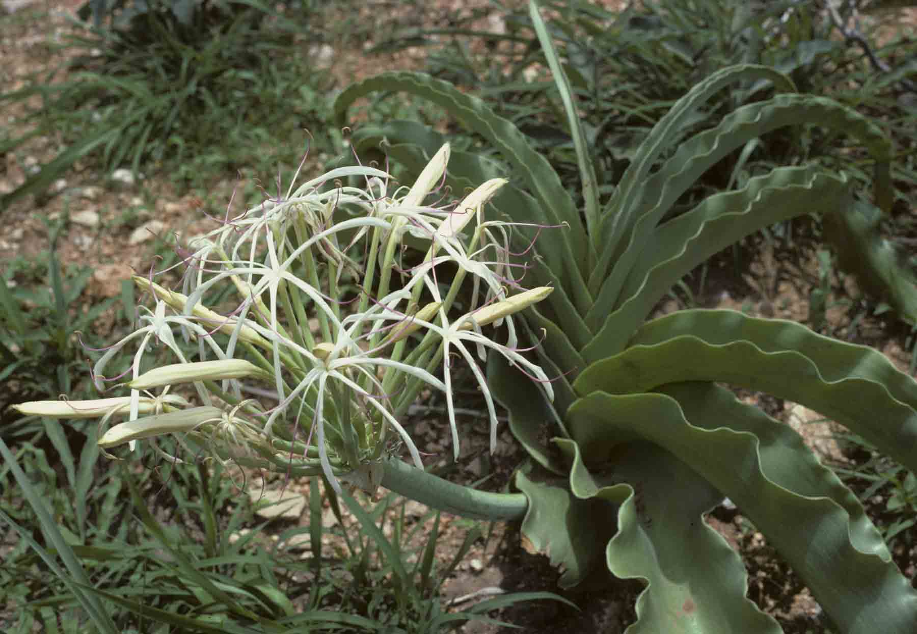 Crinum buphanoides