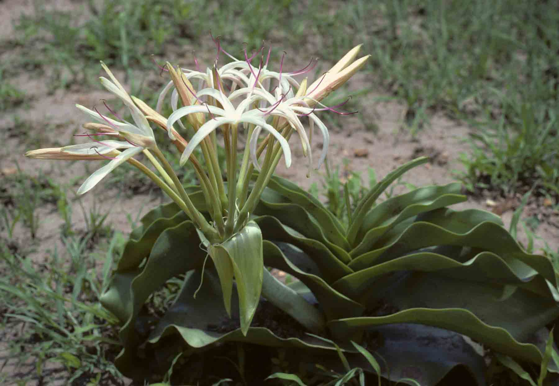 Crinum buphanoides