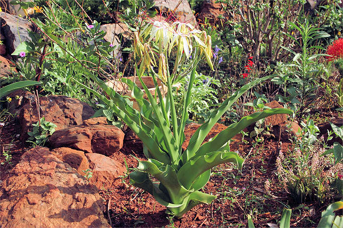 Crinum buphanoides
