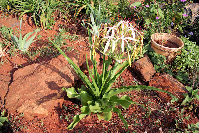 Crinum buphanoides