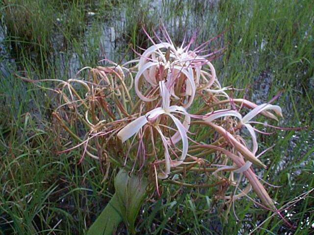 Crinum buphanoides