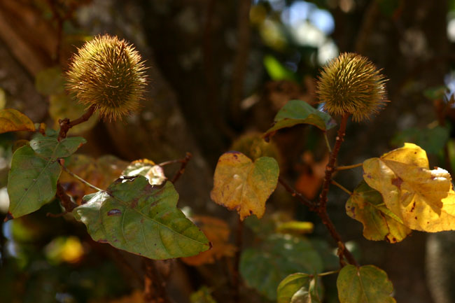 Bixa orellana Bixa orellana