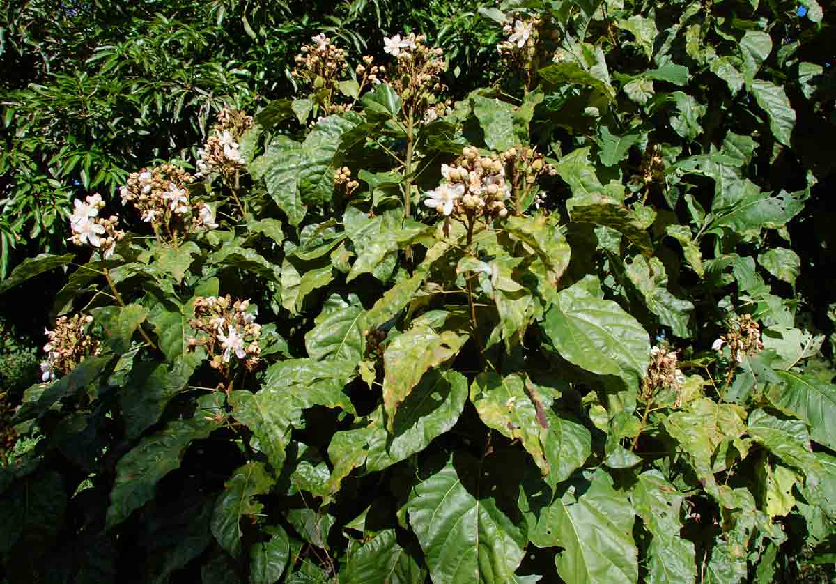 Bixa orellana Bixa orellana