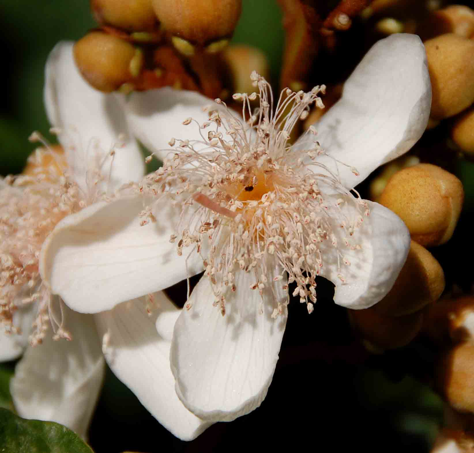 Bixa orellana Bixa orellana