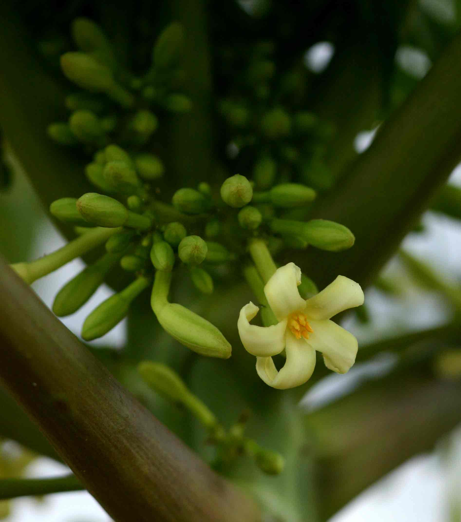 Carica papaya Carica papaya