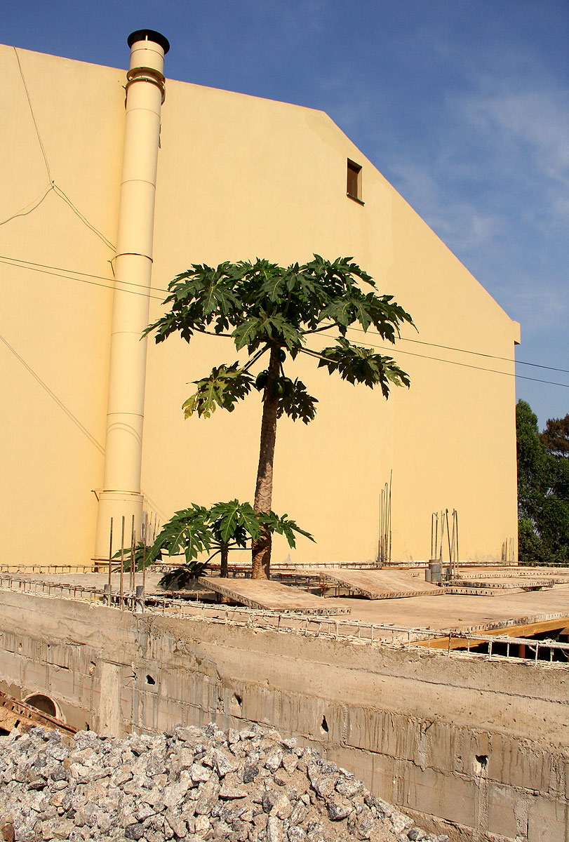 Carica papaya Carica papaya