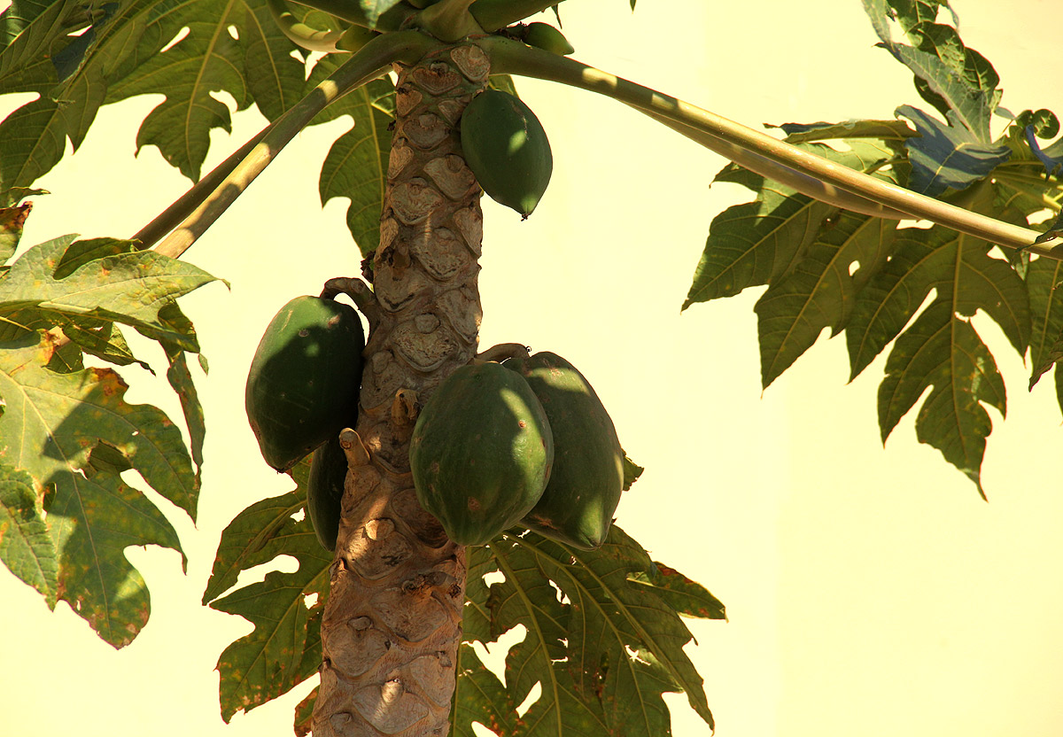Carica papaya Carica papaya