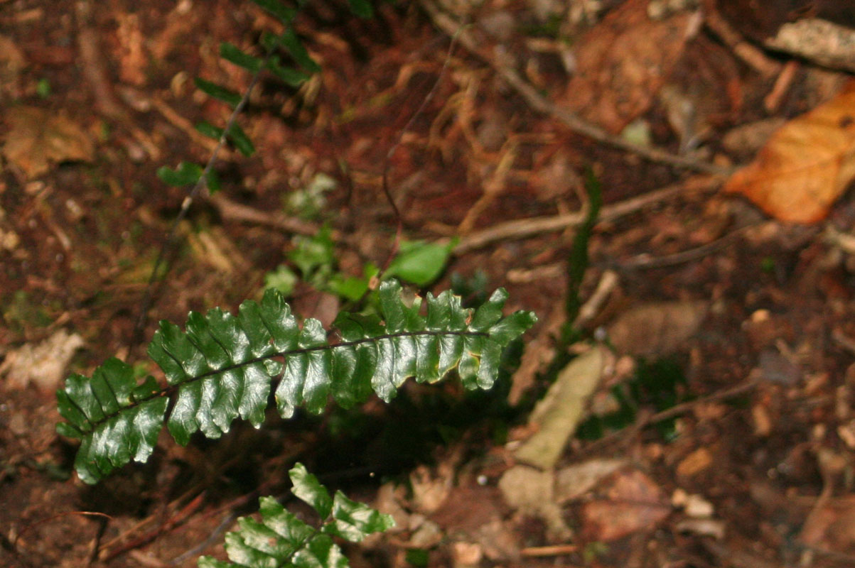 Asplenium normale Asplenium normale