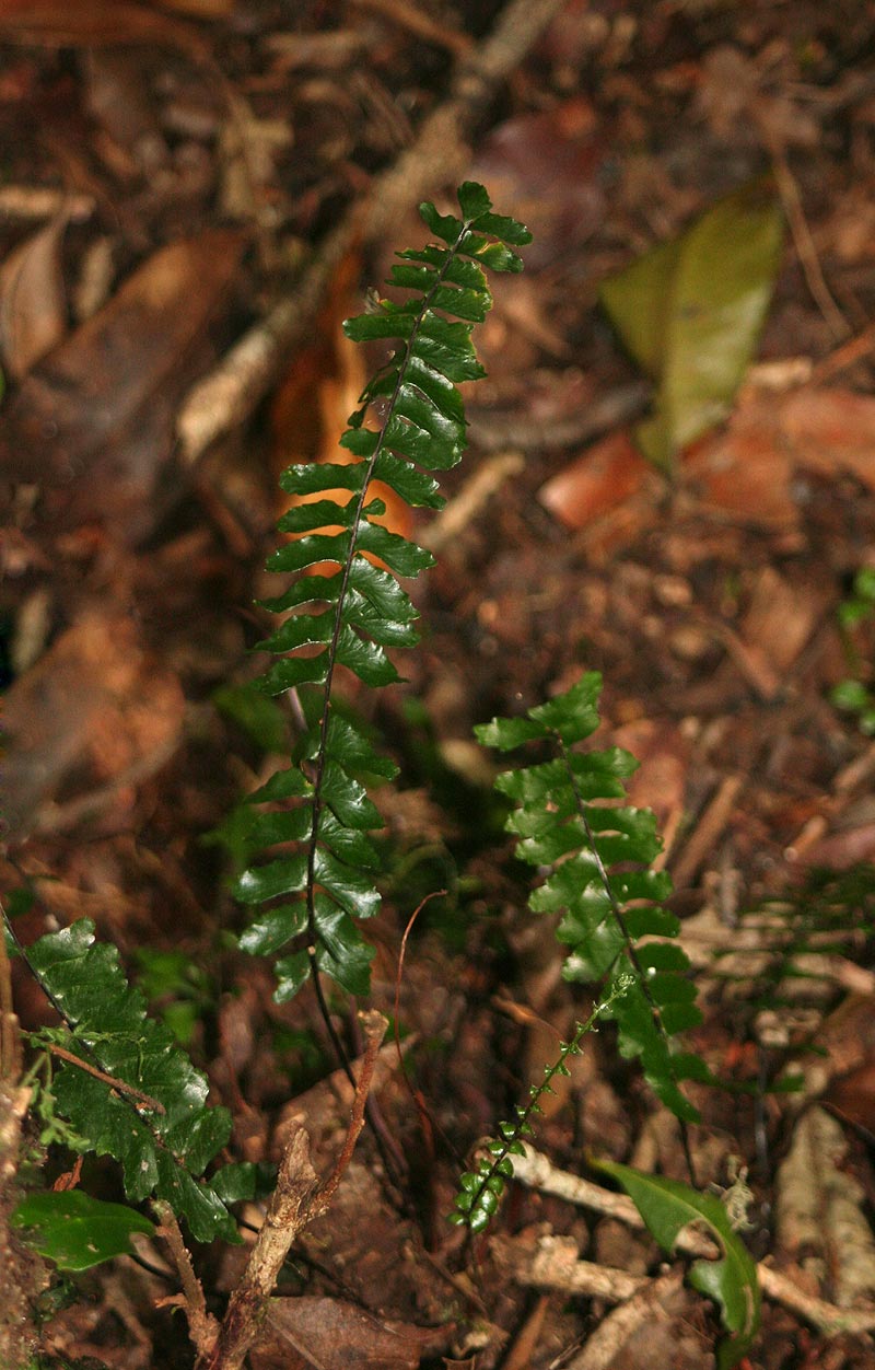 Asplenium normale Asplenium normale