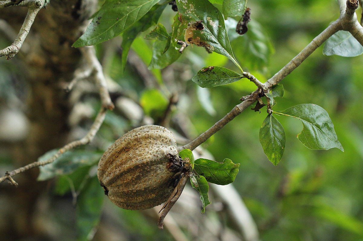 Gardenia volkensii subsp. volkensii var. volkensii