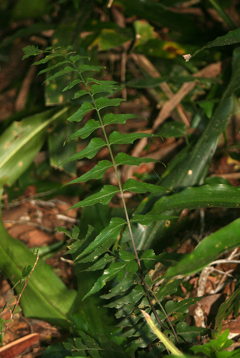 Asplenium gemmascens Asplenium gemmascens