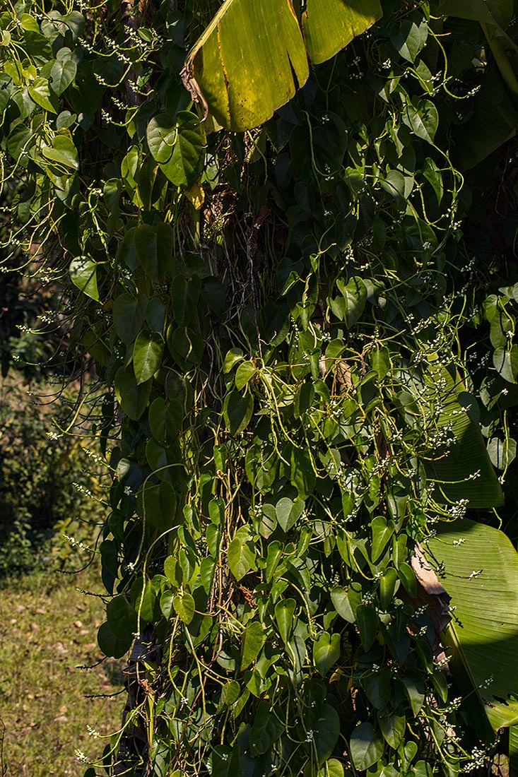 Basella alba Basella alba