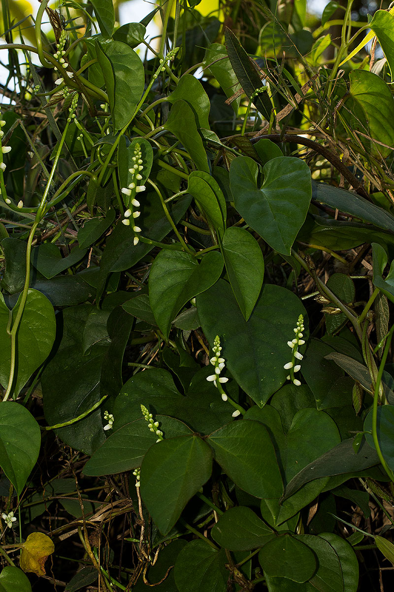 Basella alba Basella alba