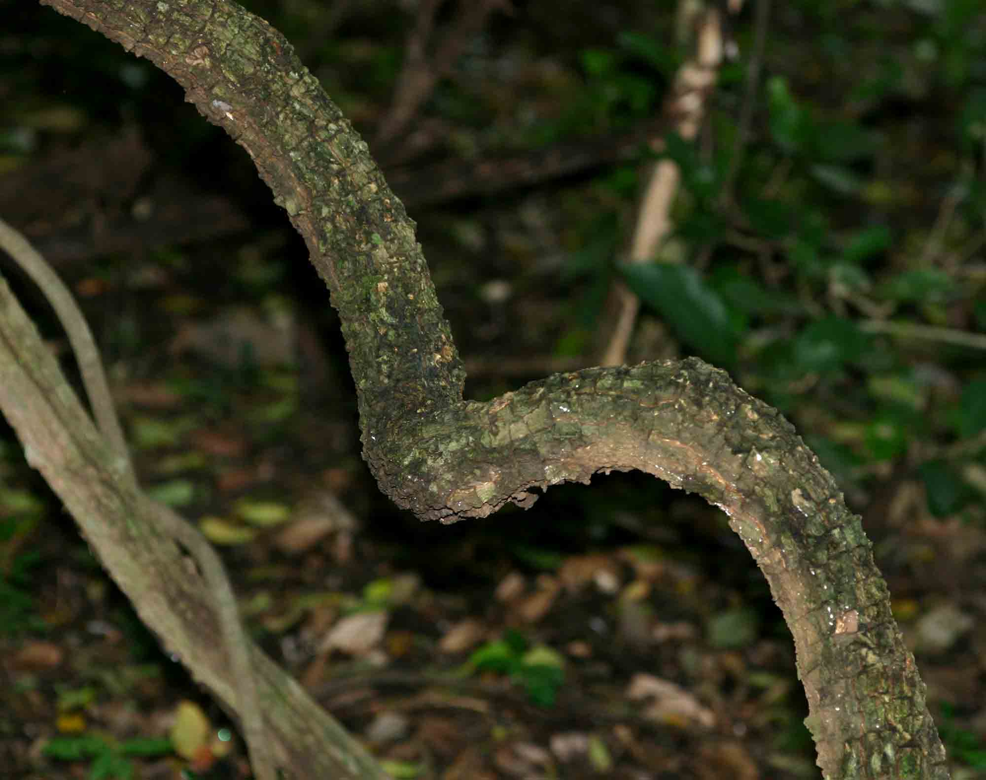 Alafia microstylis Alafia microstylis