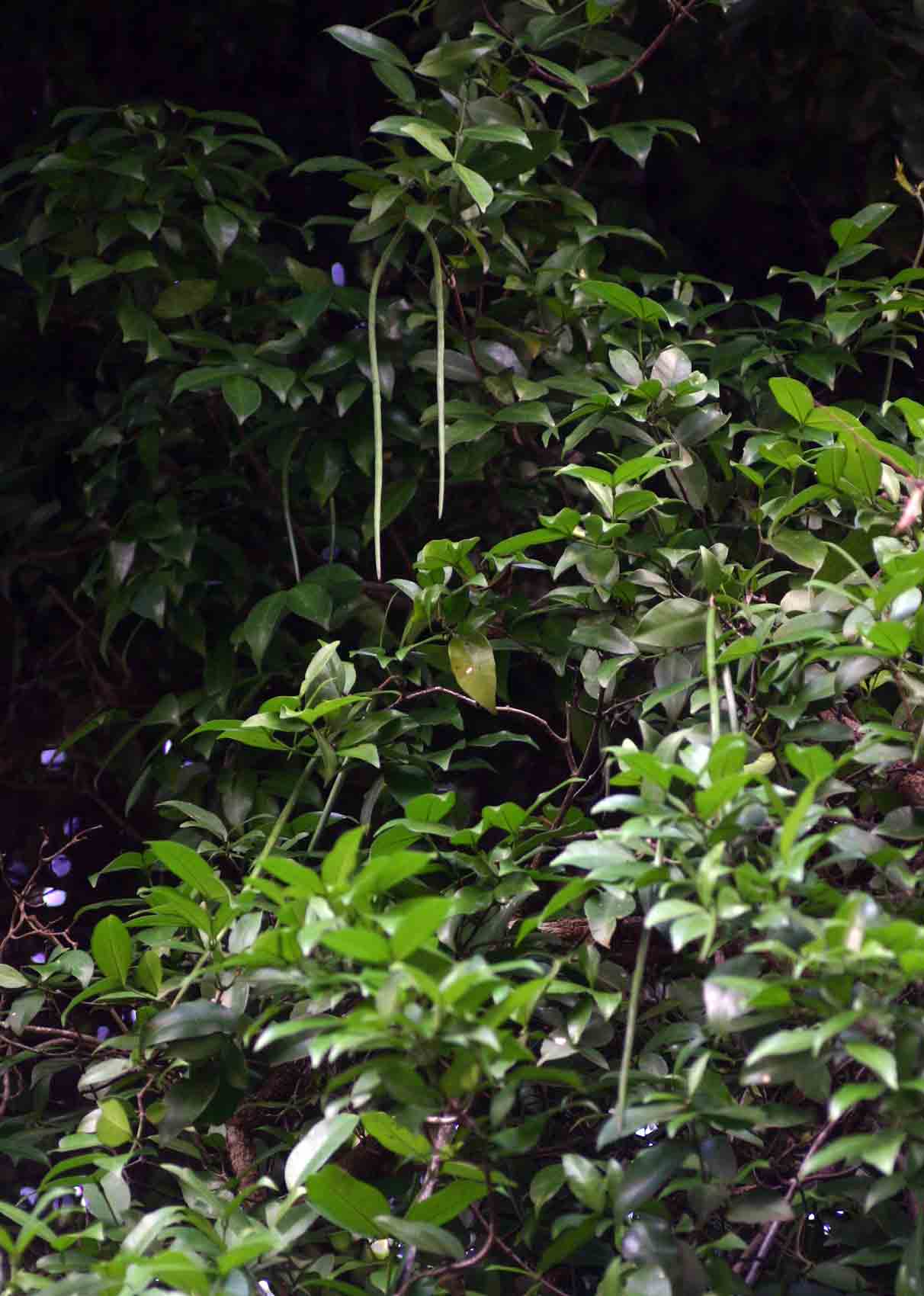 Alafia microstylis Alafia microstylis