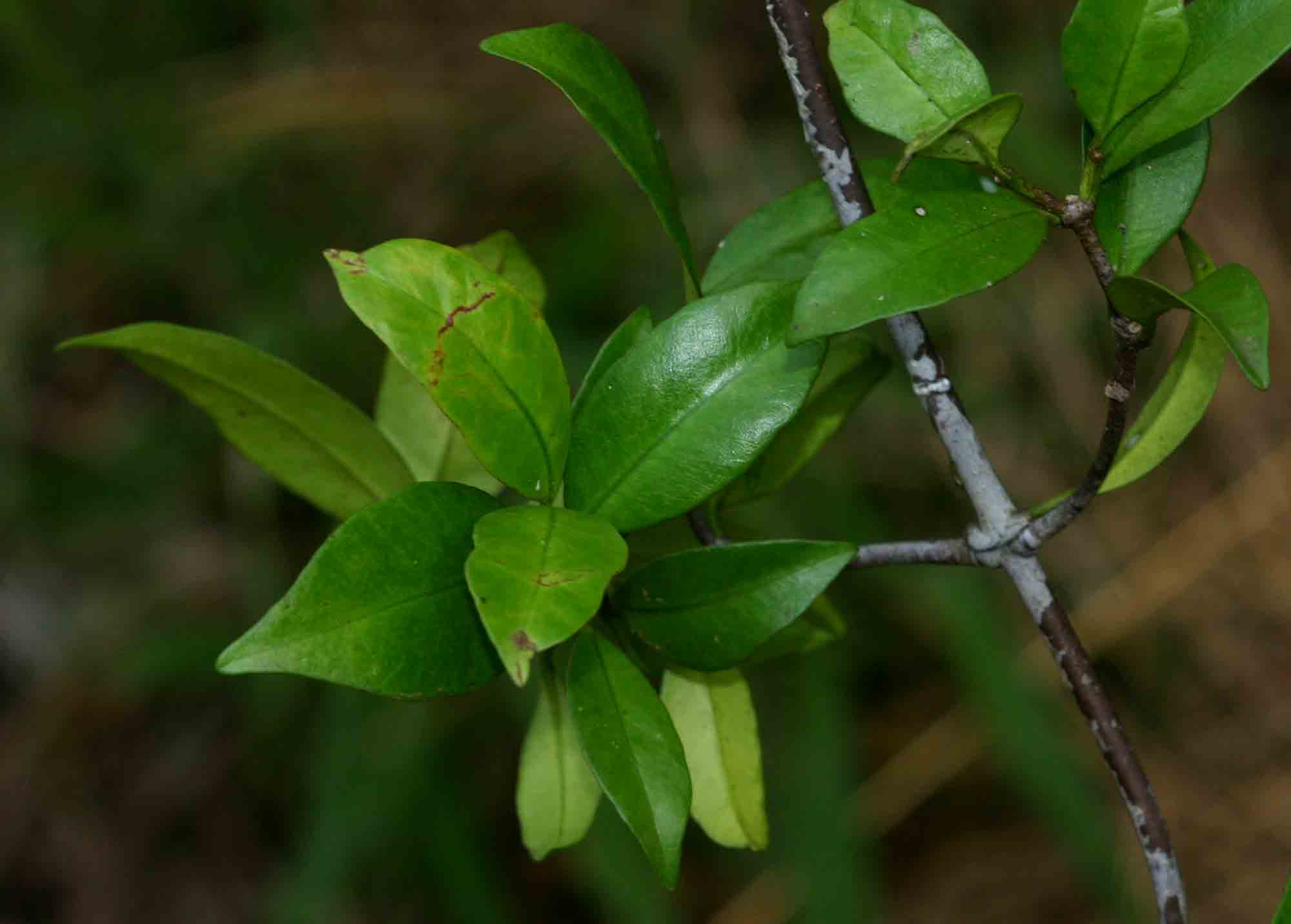 Alafia microstylis Alafia microstylis