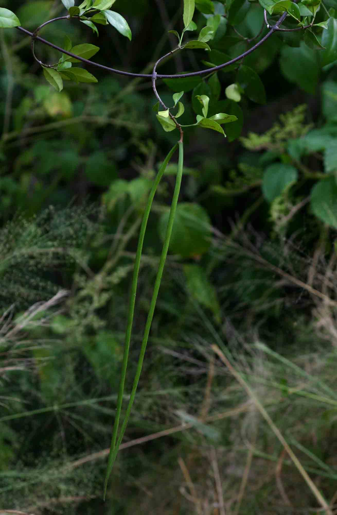Alafia microstylis Alafia microstylis