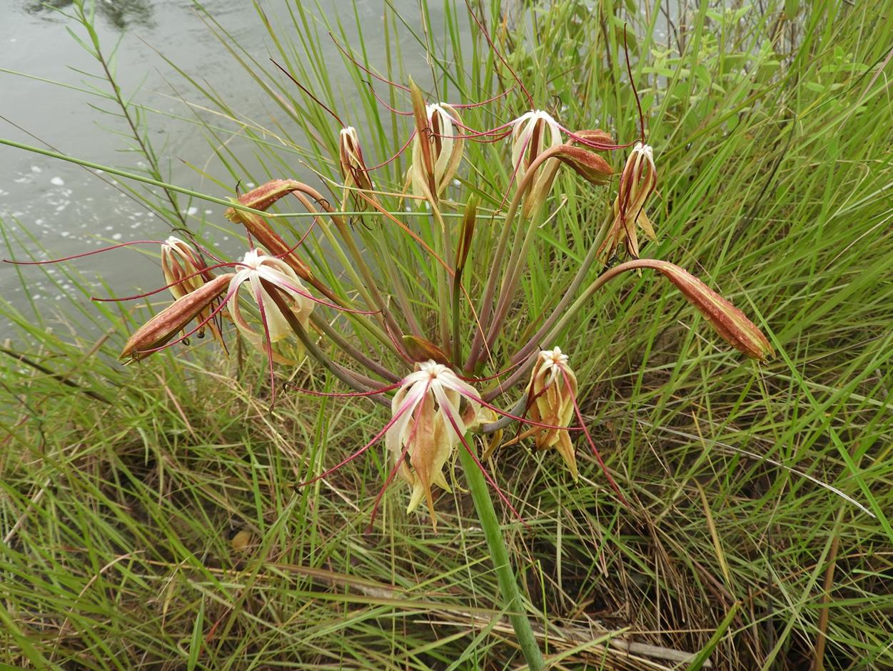 Crinum subcernuum