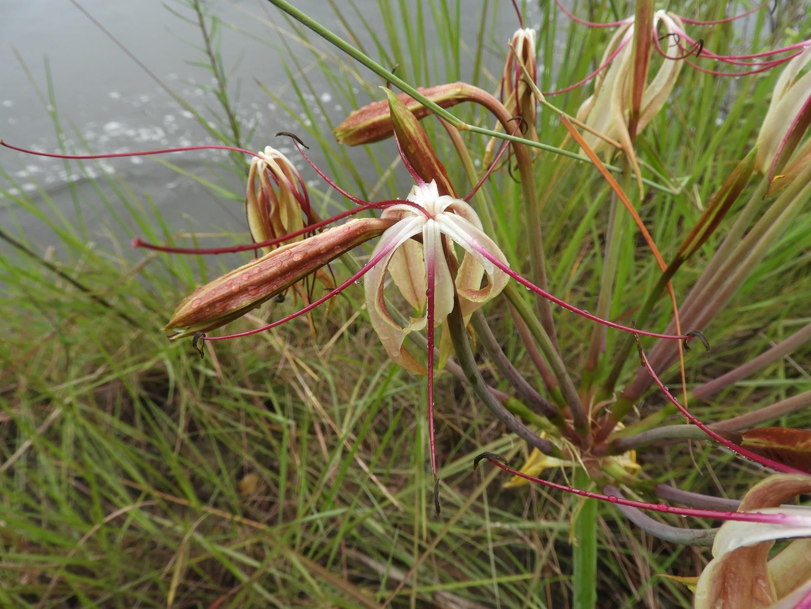 Crinum subcernuum