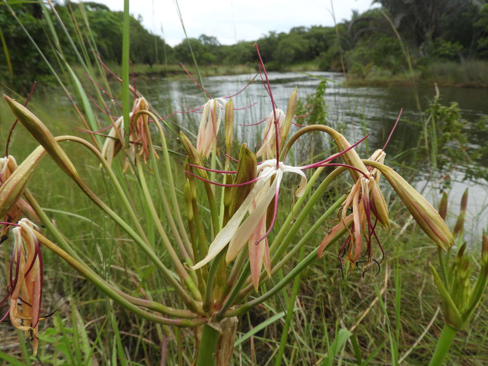 Crinum subcernuum