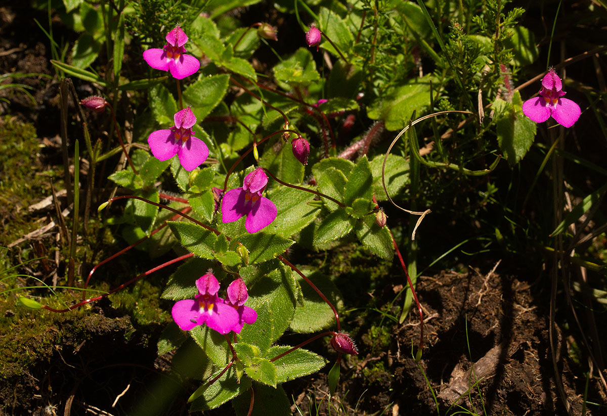 Impatiens assurgens