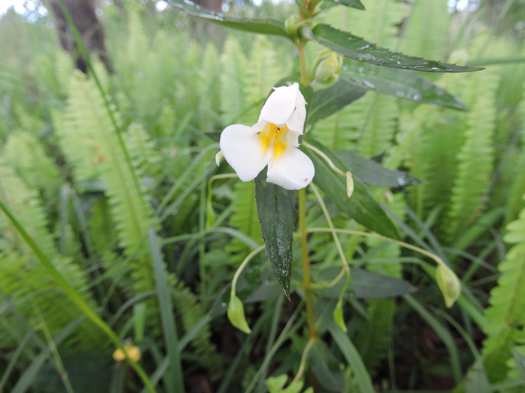 Impatiens assurgens