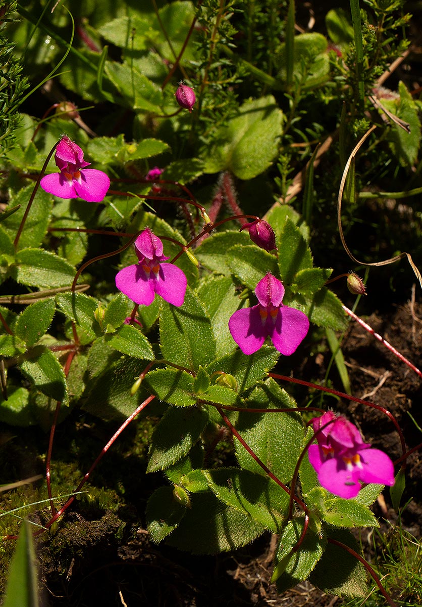 Impatiens assurgens