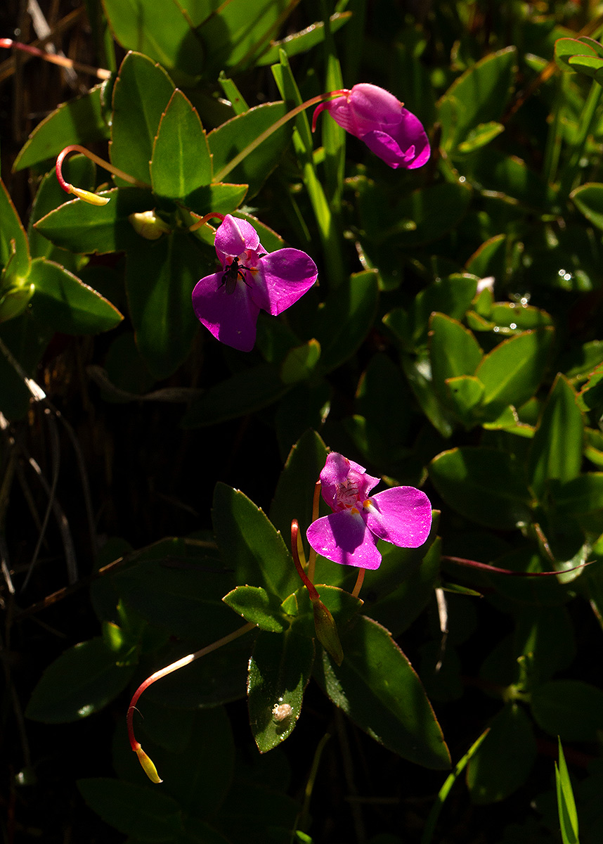 Impatiens assurgens Impatiens assurgens