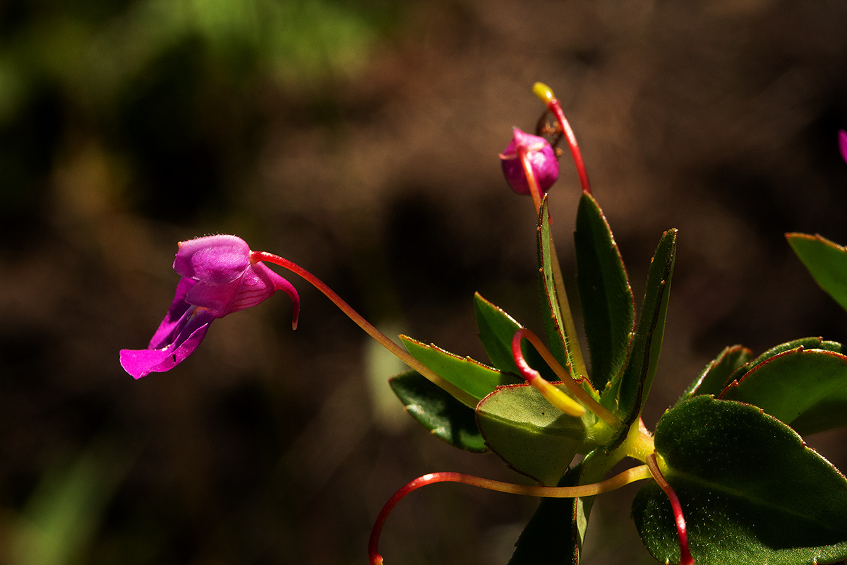 Impatiens assurgens Impatiens assurgens