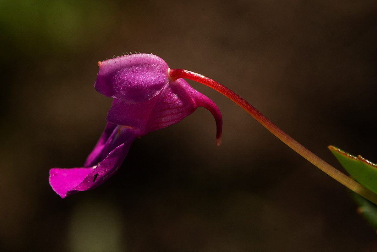 Impatiens assurgens