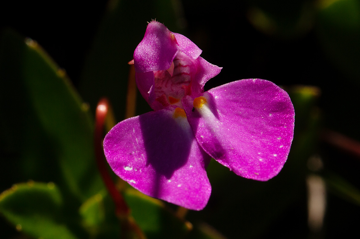 Impatiens assurgens