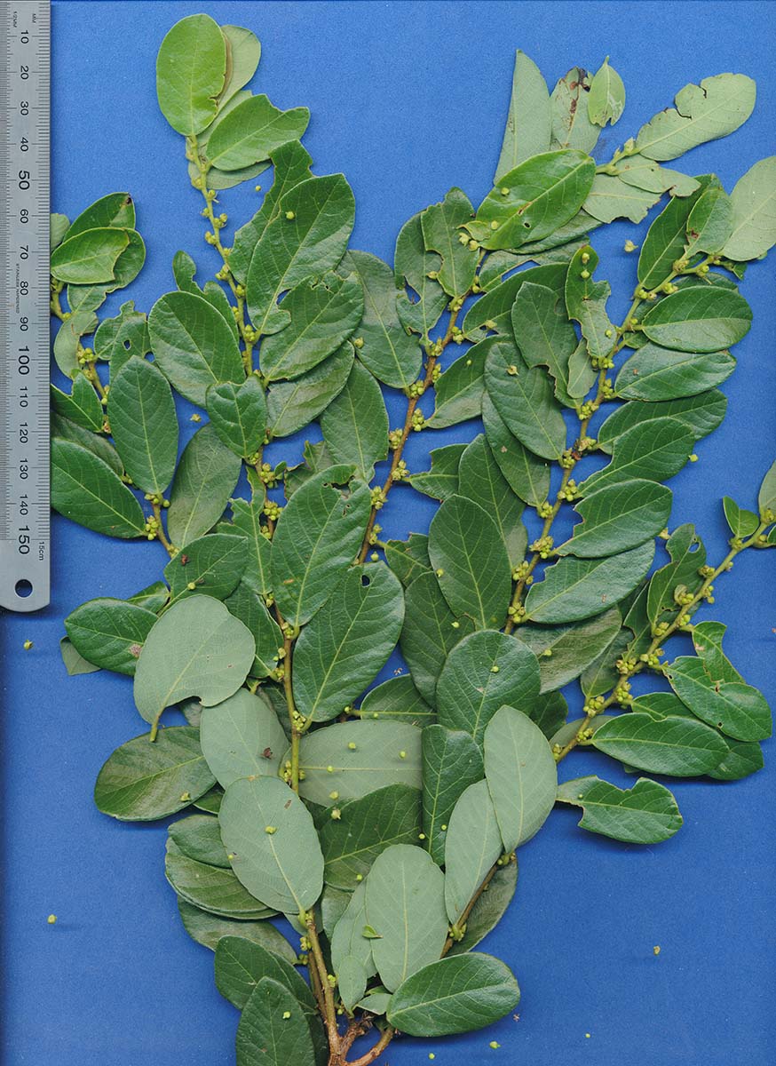 Bridelia cathartica subsp. cathartica