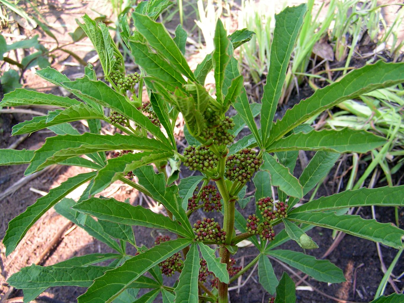 Ampelocissus obtusata subsp. obtusata