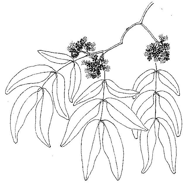 Brachystegia bussei Brachystegia bussei