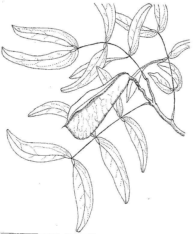 Brachystegia bussei Brachystegia bussei