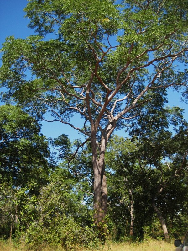 Brachystegia bussei