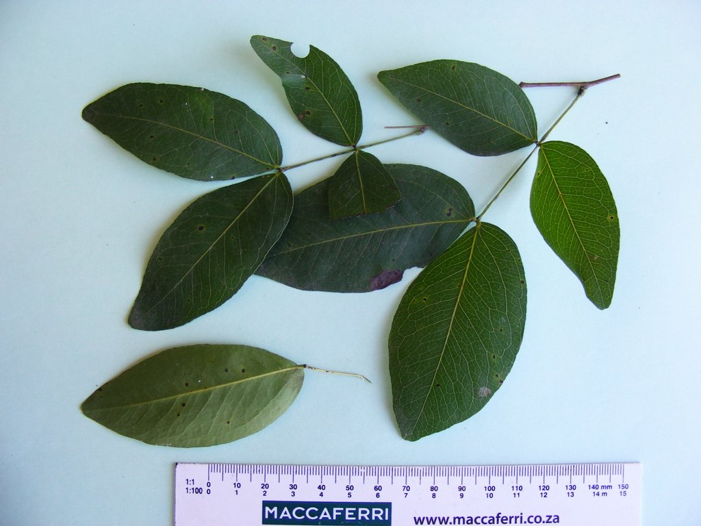 Brachystegia bussei Brachystegia bussei