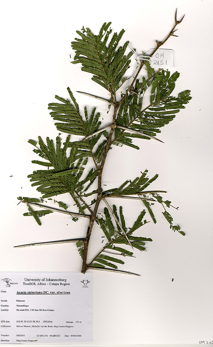 Acacia sieberiana var. sieberiana